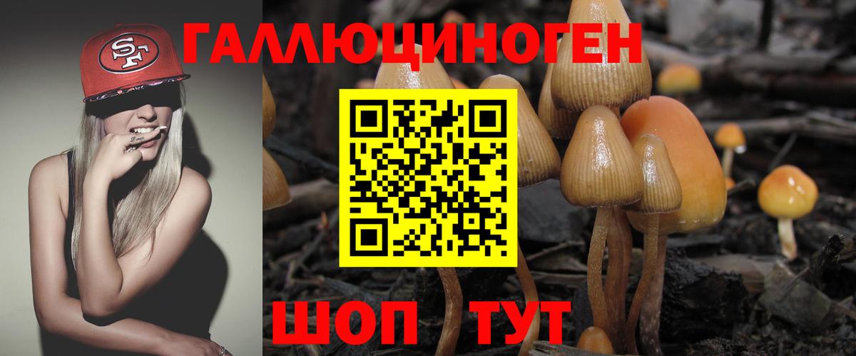 Псилоцибиновые грибы Psilocybe Унеча